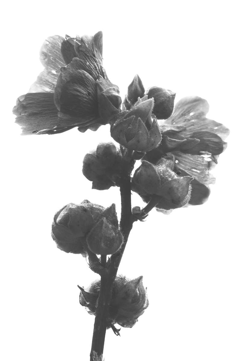 a flower / photographer: Weronika Kulesza
